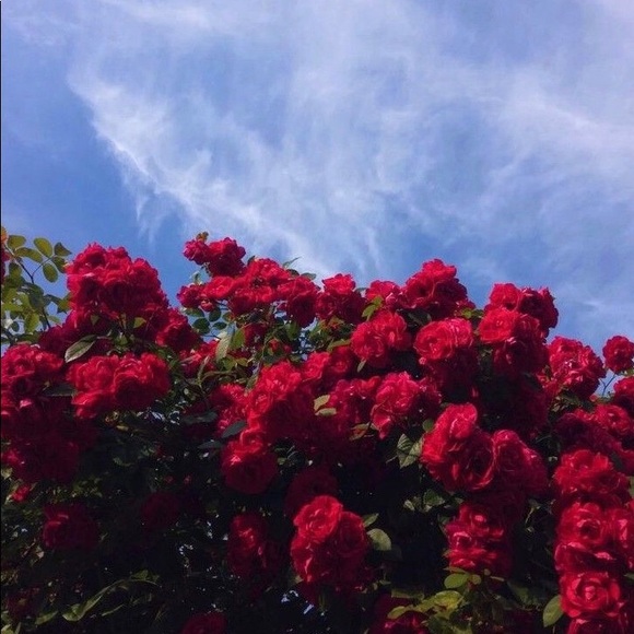 Meet your Posher, Laurel - Picture 1 of 1